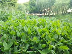 -陈家山荷花公园