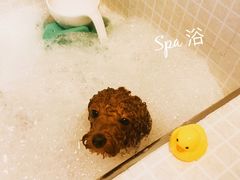 -PETKIT 小佩宠物·低压洗护·美容·寄养(安远店)