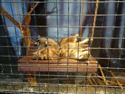 -酷嗒动物文化乐园(cutezoo西溪乐天城店)