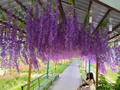 -广东花都香草世界旅游度假区