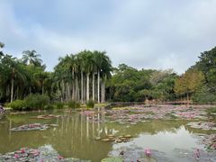 -中国科学院西双版纳热带植物园