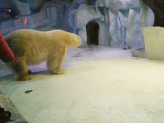 -芜湖新华联大白鲸海洋公园