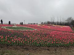 -杭州湾海上花田景区