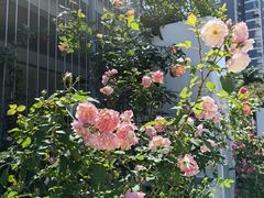 -香蜜公园