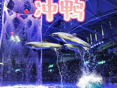 -海合安成都极地海洋公园
