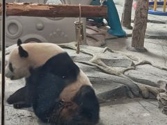 -武汉动物园