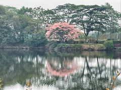 -王借岗森林公园