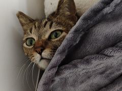 -CMC大光明影城(莲花店)