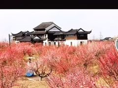 -灌云梅园景区