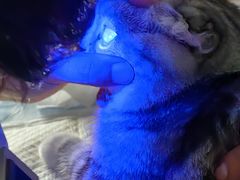 -美联众合动物医院·24h转诊中心