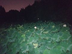 -荆川公园