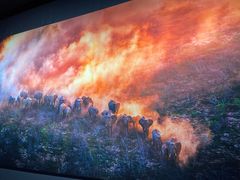 -罗红摄影艺术馆