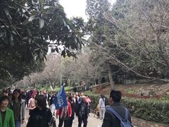 -武汉大学-樱园