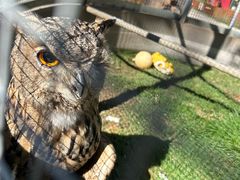 -西霞口神雕山野生动物世界