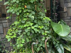 -慢丽江·云南野生菌土鸡锅(付家庄店)