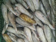 -西涌国际滨海旅游区