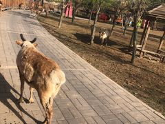 -北京鹿世界主题园