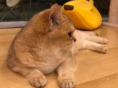-猫咪派对(江南西店)