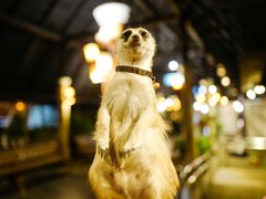 -清迈夜间动物园