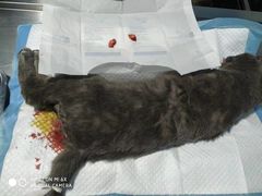 -高德24h动物医院