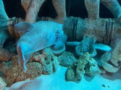-悉尼海洋生物水族馆