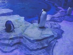 企鹅馆-上海海昌海洋公园