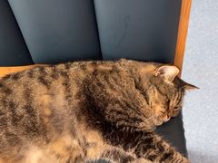 -伟伟宠物医院·瑞派猫友好医院·猫科(光谷店)