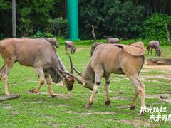 -广州长隆野生动物世界