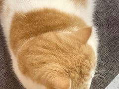 -喵园·猫主题咖啡厅·撸猫·猫咖(国贸店)