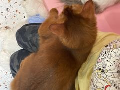 -毛绒耶耶撸宠馆·猫咖·狗咖·荷兰猪咖
