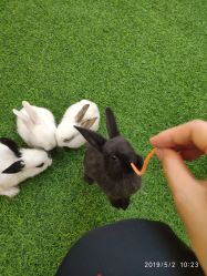 -萌宠亲子动物乐园(槐房万达店)