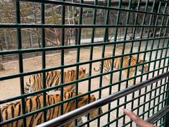 -深圳野生动物园