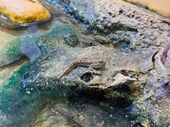 -正佳雨林生态植物园