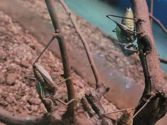 -上海昆虫博物馆