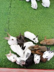 -萌宠亲子动物乐园(槐房万达店)