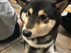 -柴迷FANS CLUB·柴犬狗咖·猫咖