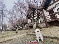 -太阳岛度假酒店