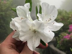 -梧桐山风景名胜区