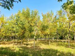 -永定河休闲森林公园