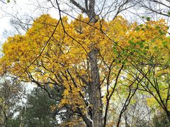 -五营红松林海景区