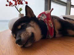 -柴犬小屋·柴餐厅·狗咖食堂(金鼎广场店)