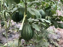 西瓜棚-庞各庄翠芳园西瓜蔬菜基地采摘园