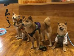 -柴务处·柴犬主题狗咖