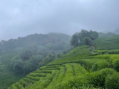 -阿巧茶庄