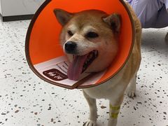 -瑞派康怡24h宠物医院·犬猫医疗中心·微创绝育(瑞景分院)