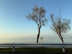 -西京湾花海