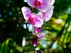 -厦门园林博览苑