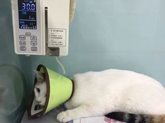 -小伙伴宠物医院•急重症转诊中心·老年专科·犬猫全科(北大街总院)