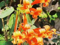 -中国科学院西双版纳热带植物园