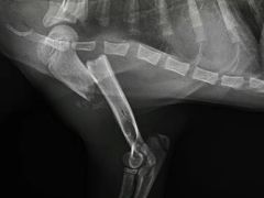 -菲尔斯特宠物医院